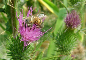 Une abeille sur un chardon abeille sur chardon