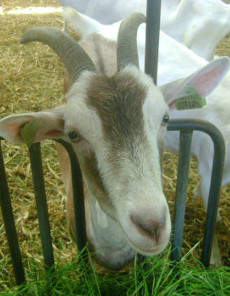 taureau