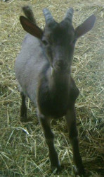 un chevreau mignon