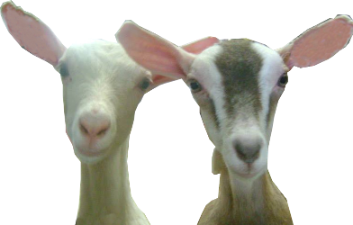 des chevreaux mignons