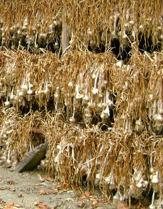 le séchage de l'ail Le séchage de l'ail