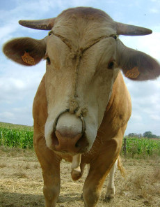 Un jeune taureau primé au concours taureau