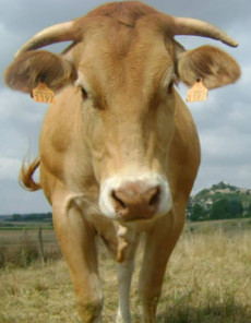 Une vache de race Blonde d'Aquitaine vache