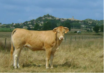 Une vache et Lautrec vache2