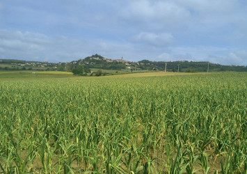 Le champ d'ail avec vue sur Lautrec vue de Lautrec